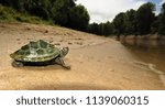 Juvenile Mississippi Map Turtle (Graptemys pseudogeographica kohnii) looking into the distance, Mississippi