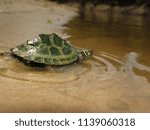 A juvenile Mississippi Map Turtle (Graptemys pseudogeographica kohnii) quickly entering the river, Mississippi