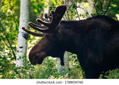 Juvenile Moose At Mt. Timpanogos