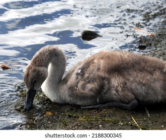 Juvenile Mute Swan (known As A Cygnet) Feeds On Fresh Water Weeds