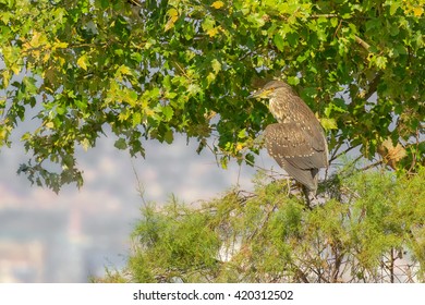 Juvenile night heron sitting on the tree - Shutterstock ID 420312502
