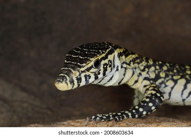 Juvenile Nile Monitor Lizard USA