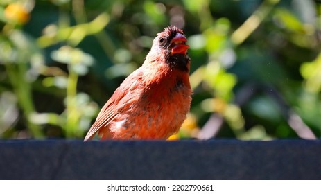 Juvenile Northern Cardinal In A Bird Feeder.