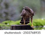 Juvenile Northern Goshawk (accipiter gentilis) taking a bath and drinking in a pond in the forest in the South of the Netherlands