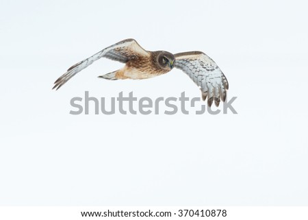 Similar – Awesome bird of prey in flight