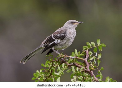 Juvenile Northern Mockingbird Mimus polyglottos perched standing on a branch with leaves closeup with green blurry backrgound
