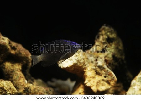 Juvenile Obscure Damsel (Pomacentrus adelus)