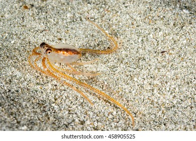 Juvenile Octopus