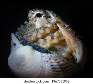 Juvenile Octopus Hiding In A Dead Clam Sea Shell