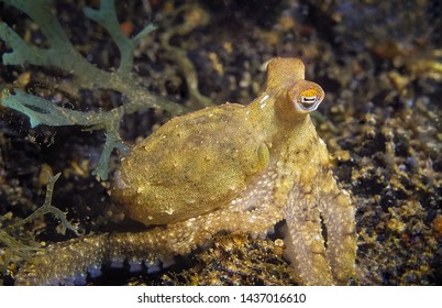 Juvenile Of Octopus: Lembeh, Indonesia.