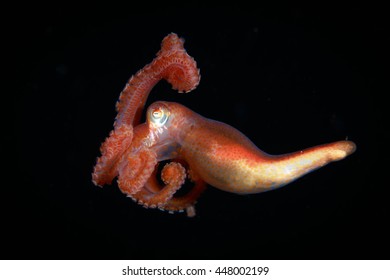 Juvenile Octopus At Night