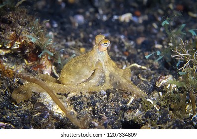 Juvenile Of Octopus.
Photo: Lembeh, Indonesia.
