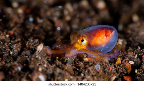 Juvenile Octopus Walking On The Seafloor