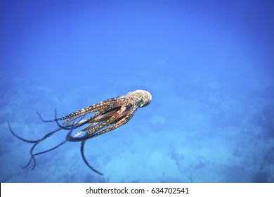 Juvenile Octopus In The Waters Off Hawaii