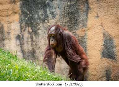 Juvenile Orangutang As Zoological Specimen In Georgia.