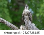 Juvenile Osprey perched on weathered tree trunk looking at camera