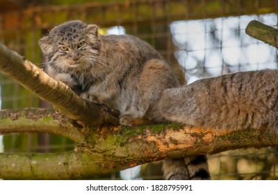 949 Pallas Cat Wild Images Stock Photos Vectors Shutterstock