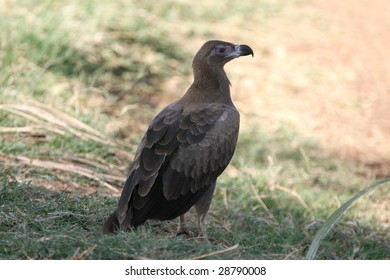 Juvenile Palm Nut Vulture