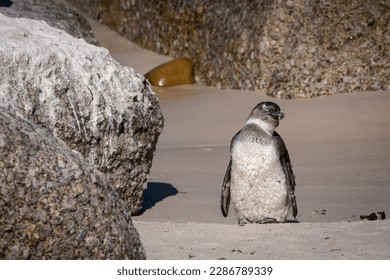 A juvenile penguin basks in the sun on a sandy beach, its wings extended to capture the warmth. Its fluffy feathers are illuminated by the sunlight as it lounges with closed eyes. - Powered by Shutterstock