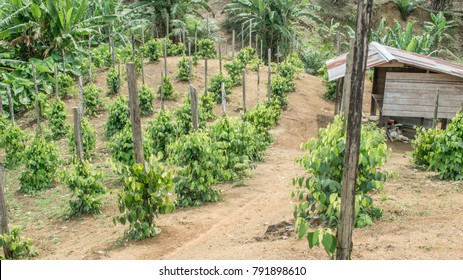 Juvenile pepper in a plantation in Indonesia
