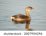 Juvenile Pie Billed Grebe floats along the water in the marshes of the Chincoteague Wildlife Refuge on Assateague Island, Virginia