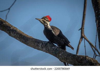 Juvenile Pileated Woodpecker perched on a tree branch - Shutterstock ID 2200780069