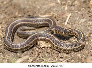 Juvenile Plains Garter Snake Lies Coiled Stock Photo 701687617 ...