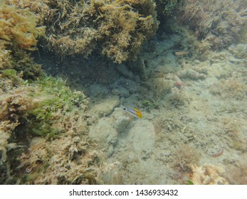 A Juvenile Porkfish Swimming Around The Rock Reef In The Western Atlantic Ocean. The Porkfish, Is A Species Of Grunt Native To The Western Atlantic Ocean, Caribbean And Gulf Of Mexico.