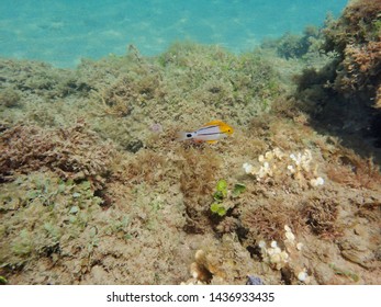 A Juvenile Porkfish Swimming Around The Rock Reef In The Western Atlantic Ocean. The Porkfish, Is A Species Of Grunt Native To The Western Atlantic Ocean, Caribbean And Gulf Of Mexico.