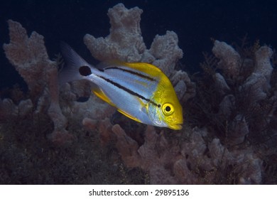 Juvenile Porkfish-Anisotremus Virginicus