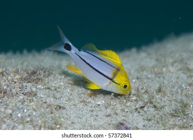 Juvenile Porkfish-Anisotremus Virginicus