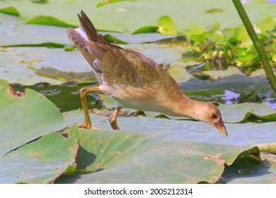 Juvenile Purple Gallinule Walking On Lily Pads. Soon He Will Be Transformed With Brightly Multicolored Feathers, Bright Yellow Feet And A Colorful Beak