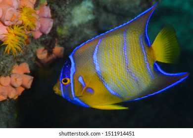 juvenile queen angelfish