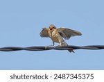 Juvenile Red backed Shrike on wire isolated on white, Lanius collurio, birds of Montenegro
