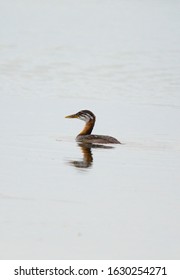 A Juvenile Red Necked Grebe In A Boreal Wetland 