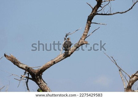 Juvenile Red railed hawk Photo, Photography. What appears to be a juvenile red-tailed hawk finds a perch in a dead tree in an area of NASA's Kennedy Space Center in Florida. save animal