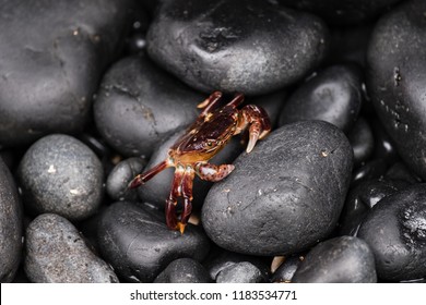 Juvenile Red Rock Crab In Oregon Tide Pool Against Black Rocks.