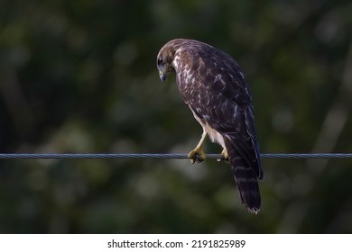 Juvenile Red Shouldered Hawk Hunting