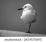 A juvenile red-billed gull (Chroicocephalus novaehollandiae scopulinus) resting on a railing with one leg drawn up, Queenstown, South Island, New Zealand