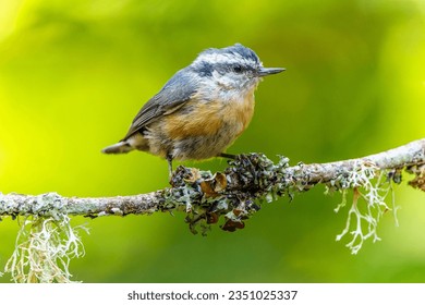 A juvenile Red-breasted Nuthatch (Sitta canadensis) perching on a branch with lichens