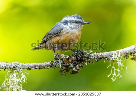 A juvenile Red-breasted Nuthatch (Sitta canadensis) perching on a branch with lichens
