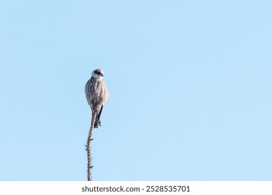 Juvenile red-footed falcon on spruce tree top - Powered by Shutterstock