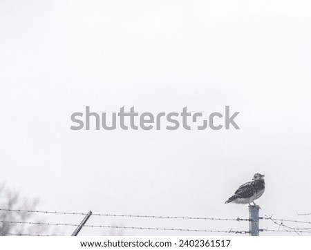 Juvenile red-tailed hawk sitting on a fence post while looking back