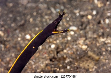 juvenile ribbon eel ,Rhinomuraena quaesita, also known as the leaf-nosed moray eel or bernis eel, is a species of moray eel,