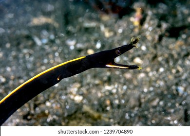 juvenile ribbon eel ,Rhinomuraena quaesita, also known as the leaf-nosed moray eel or bernis eel, is a species of moray eel,
