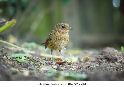 Juvenile Robin Or Young Baby European Robin (erithacus Rubecula) In A Garden In Spring, UK 