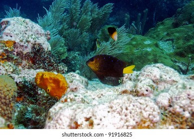 Juvenile Rock Beauty Over Bleached Coral Reef