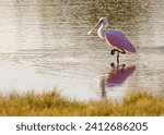 A juvenile Roseate spoonbill,Platalea ajaja ,with fully feathered head and pale pink plumage is seen foraging for food in a shallow pond. This image was captured in Emerson Point Park in Palmetto, FL.