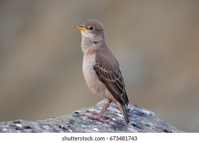 Juvenile Rosy Starling 