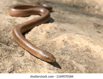 Juvenile Rubber Boa, Utah Mountains